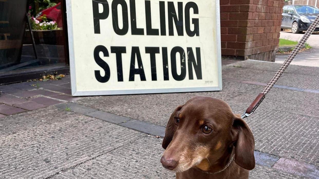 A chocolate-and-tan miniature dachshund on a lead outside a polling station sign. 