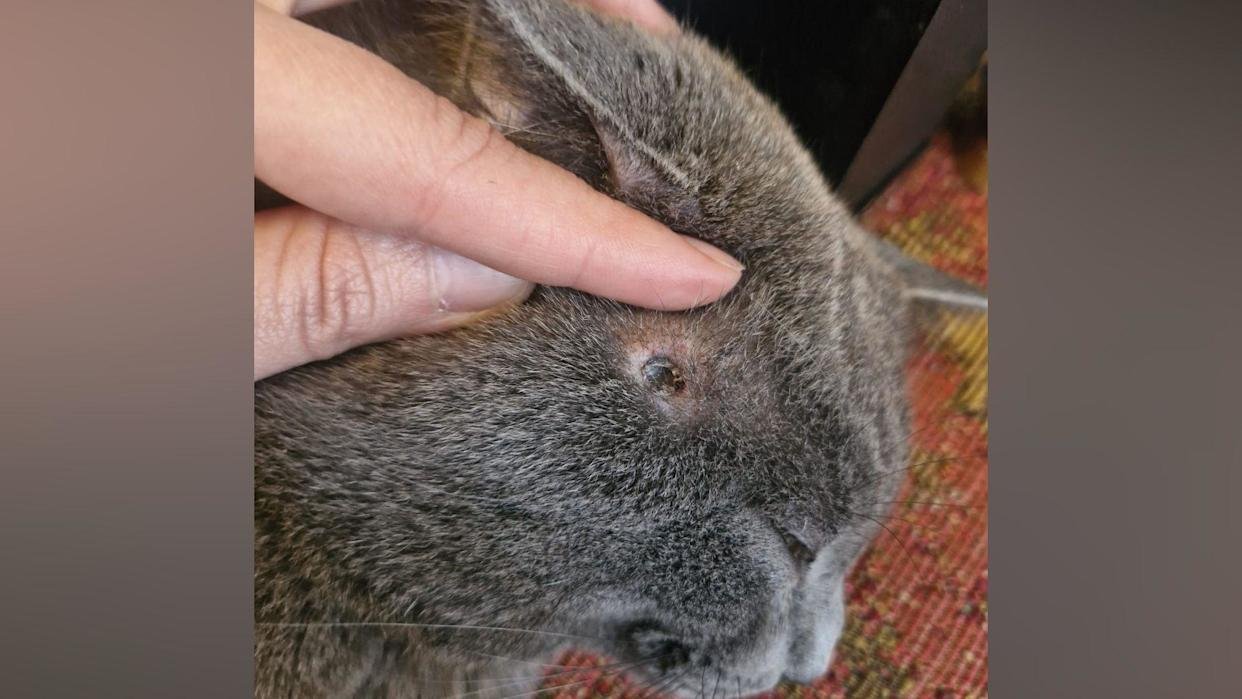 A grey cat with a pellet wound on his head below his ear. Two fingers are pulling back his ear. He is looking downwards.