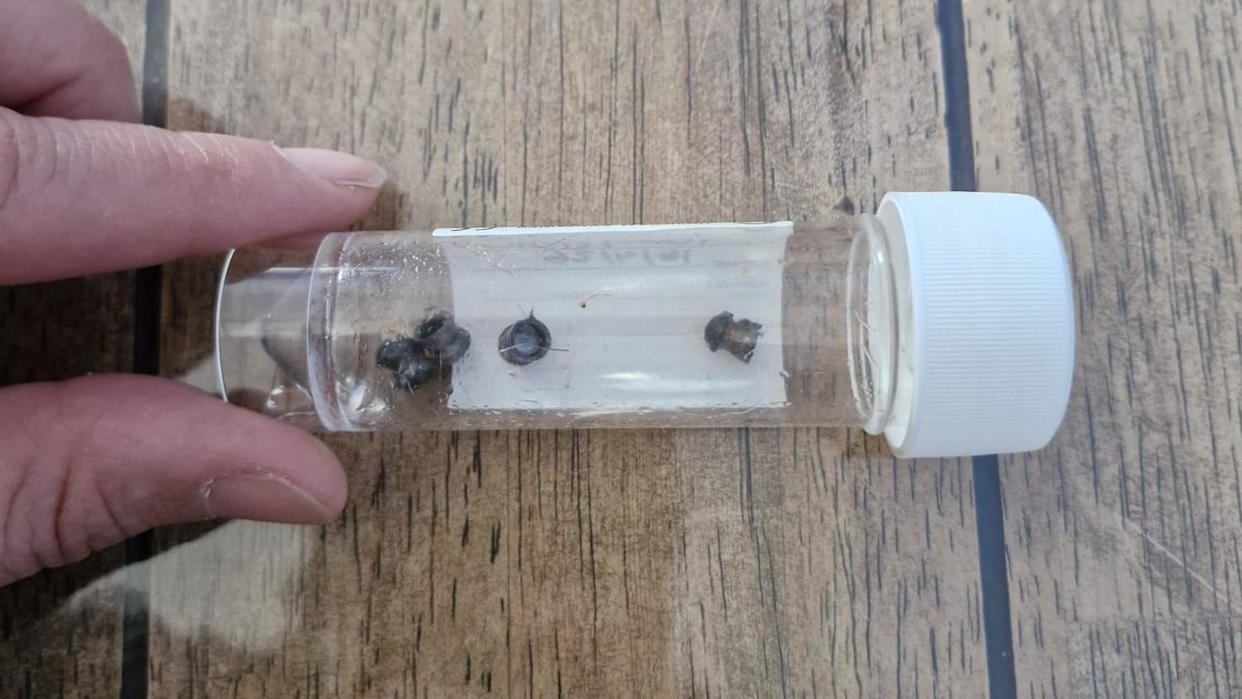 Four metal pellets in a plastic tube with a white plastic lid. A person is holding it, and it is above a wooden surface. A plastic label is on the other side of the tube.