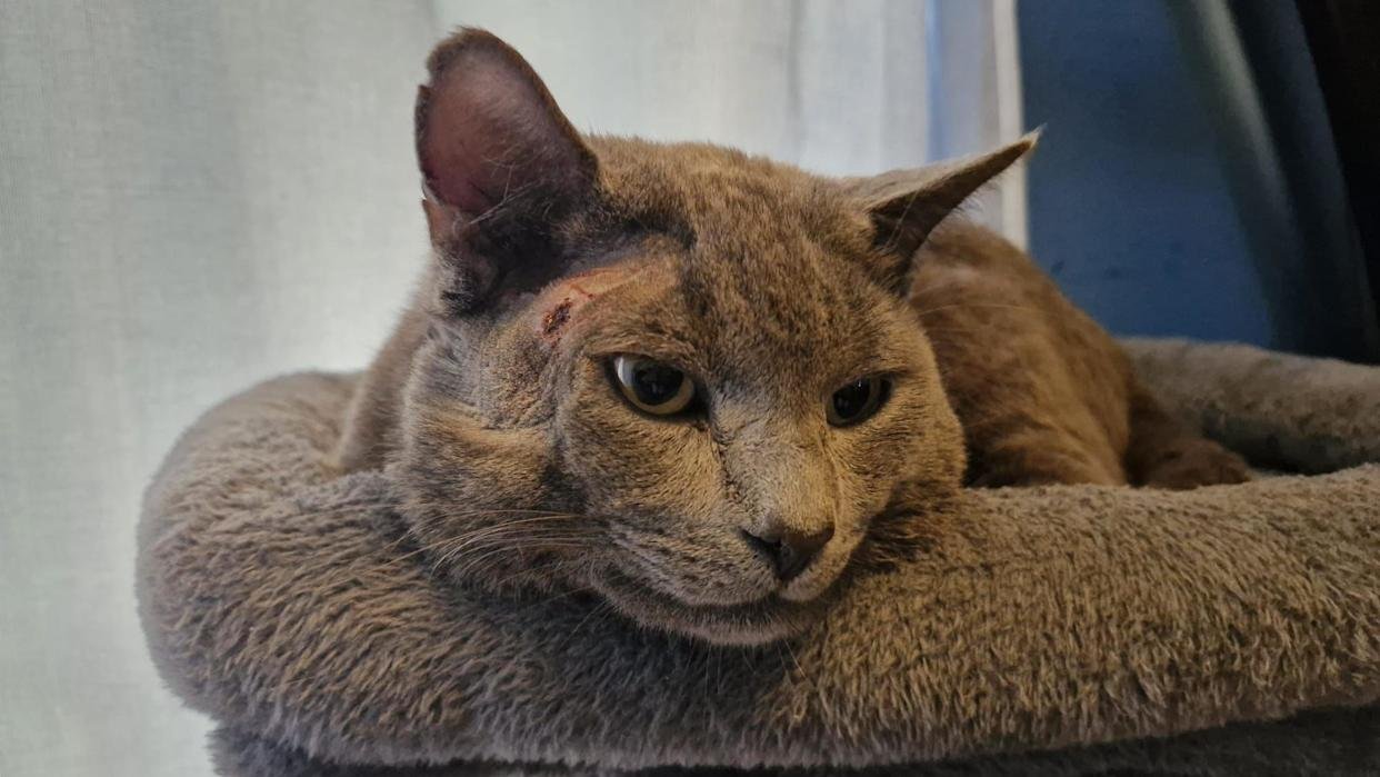 A grey cat with an injury near his right eye, sitting down on a cat bed, with most of his head and part of his body in the picture. He is looking slightly to the right. Some of his fur above his eye has been shaved.