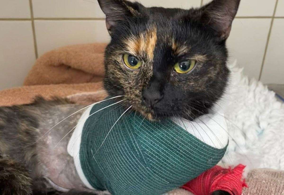 Animal charity helps get ‘cheeky’ Jinglebell back on the mend after horrific injury
