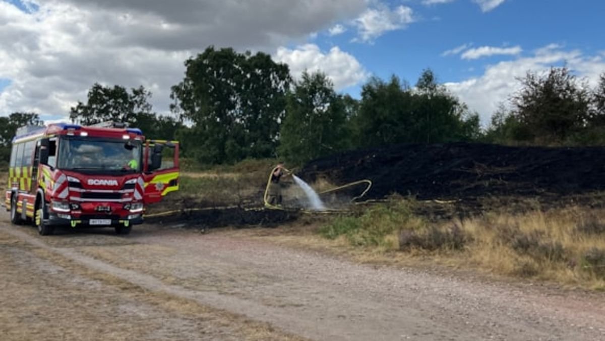 Animals killed as Cannock Chase wildfire devastates heathland