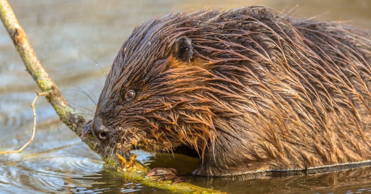 England’s First Bedfordshire Beavers in 400 Years Are Already Changing the Land