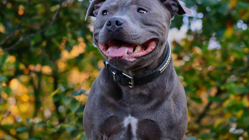 Blue Staffordshire Happily Sharing His ‘Thoughts’ Is Too Cute To Resist