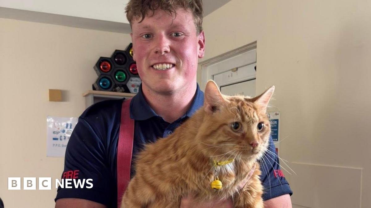 Three cats rescued by firefighters after flat blaze in Leicester